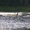 Gweru Antelope Park Zimbabwe Travel Adventure