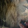 Gweru Antelope Park Zimbabwe Travel Information