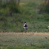 Gweru Antelope Park Zimbabwe Picture gallery