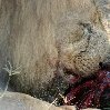 Gweru Antelope Park Zimbabwe Holiday