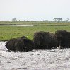 Chobe National Park Botswana Kasane Review Picture