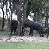 Chobe National Park Botswana Kasane Holiday