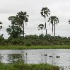 Chobe National Park Botswana Kasane Album