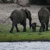 Chobe National Park Botswana Kasane Album Photos