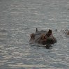 Chobe National Park Botswana Kasane Photographs