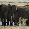 Chobe National Park Botswana Kasane Album Photographs