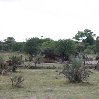 Chobe National Park Botswana Kasane Review Gallery