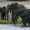 Chobe National Park Botswana Kasane Holiday Adventure