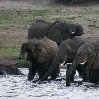 Chobe National Park Botswana Kasane Diary Pictures