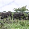 Chobe National Park Botswana Kasane Diary Tips