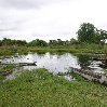 Chobe National Park Botswana Kasane Travel Picture