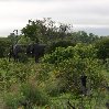 Chobe National Park Botswana Kasane Diary Photography