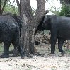 Chobe National Park Botswana Kasane Photos