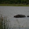 Chobe National Park Botswana Kasane Travel