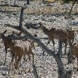 Etosha National Park Namibia Okaukuejo Blog Photo