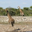 Etosha National Park Namibia Okaukuejo Picture Etosha National Park Namibia