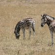 Etosha National Park Namibia Okaukuejo Blog Etosha National Park Namibia