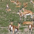 Etosha National Park Namibia Okaukuejo Photo Sharing