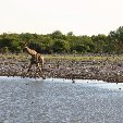 Etosha National Park Namibia Okaukuejo Trip Adventure