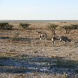 Etosha National Park Namibia Okaukuejo Vacation Experience