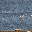 Etosha National Park Namibia Okaukuejo Travel Gallery