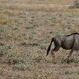 Etosha National Park Namibia Okaukuejo Review Photo