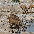 Etosha National Park Namibia Okaukuejo Information