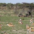 Etosha National Park Namibia Okaukuejo Travel Diary