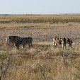 Etosha National Park Namibia Okaukuejo Picture Sharing