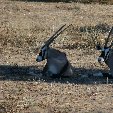 Etosha National Park Namibia Okaukuejo Trip Sharing