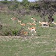 Etosha National Park Namibia Okaukuejo Blog Adventure