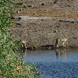 Etosha National Park Namibia Okaukuejo Diary Photos