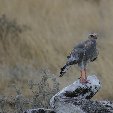 Okaukuejo Namibia