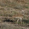 Etosha National Park Namibia Okaukuejo Travel Adventure