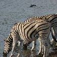 Etosha National Park Namibia Okaukuejo Picture gallery