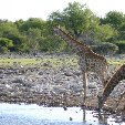 Etosha National Park Namibia Okaukuejo Story Sharing