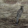 Ojitotongwe Cheetah Park Namibia Kamanjab Album Photographs