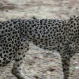 Ojitotongwe Cheetah Park Namibia Kamanjab Diary Sharing