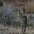 Ojitotongwe Cheetah Park Namibia Kamanjab Holiday Sharing