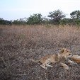Gweru Antelope Park Zimbabwe Travel Photos