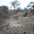 Gweru Antelope Park Zimbabwe Photo Gallery