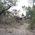 Gweru Antelope Park Zimbabwe Travel Tips
