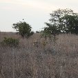 Gweru Antelope Park Zimbabwe Holiday Adventure