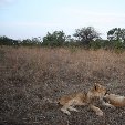 Gweru Antelope Park Zimbabwe Trip Photos