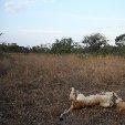 Gweru Antelope Park Zimbabwe Diary Pictures