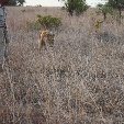 Gweru Antelope Park Zimbabwe Diary Tips