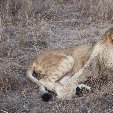 Gweru Antelope Park Zimbabwe Travel Guide