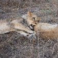 Gweru Antelope Park Zimbabwe Holiday Tips