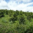 San Agustin Colombia Travel Package San Agustin Colombia