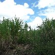 San Agustin Colombia Diary Sharing